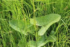 Ligularia subsagittata