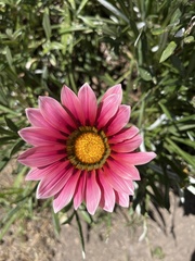 Gazania