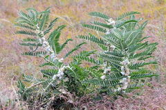 Astragalus sieversianus