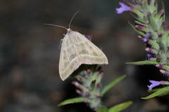 Rhodostrophia terrestraria