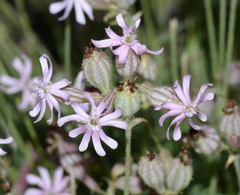 Silene brahuica