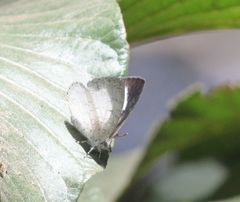 Spalgis lemolea lemolea