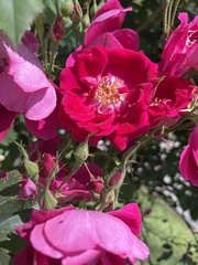 Rosa