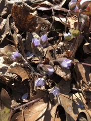 Hepatica americana