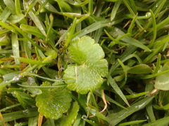 Hydrocotyle bonplandii