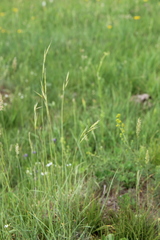 Bromus biebersteinii