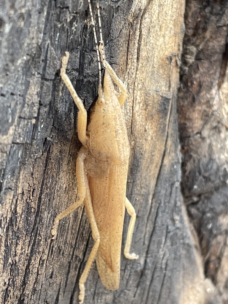 Lanistoides