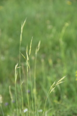 Bromus biebersteinii