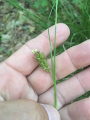 Carex cherokeensis