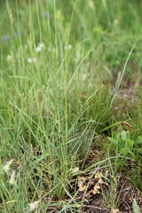 Bromus biebersteinii