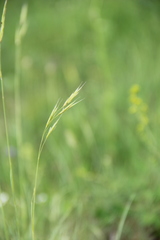 Bromus biebersteinii