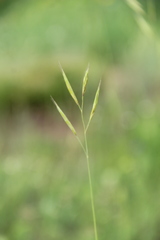 Bromus biebersteinii