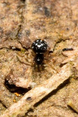 Neottiura suaveolens