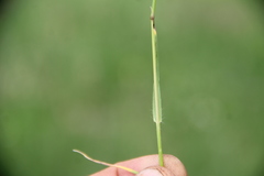 Bromus biebersteinii
