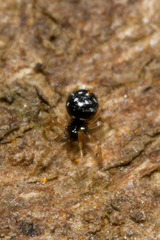 Neottiura suaveolens