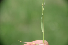 Bromus biebersteinii
