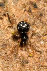 Neottiura suaveolens