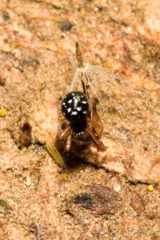 Neottiura suaveolens