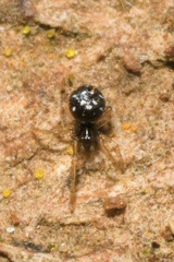 Neottiura suaveolens