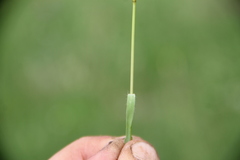 Bromus biebersteinii