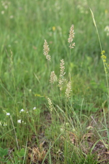 Koeleria eriostachya