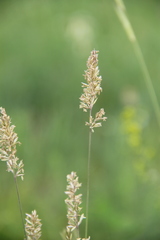 Koeleria eriostachya