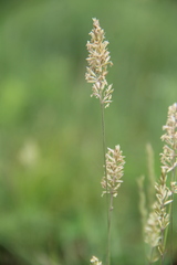 Koeleria eriostachya