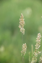 Koeleria eriostachya