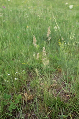 Koeleria eriostachya