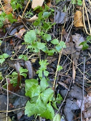 Cryptotaenia canadensis