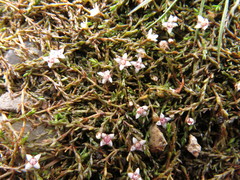Crassula sinclairii