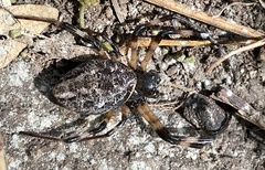 Nephilingis cruentata