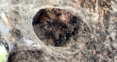 Nephilingis cruentata