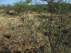 Antherothamnus pearsonii