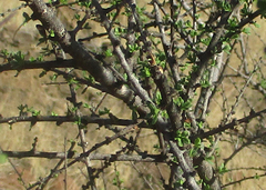 Antherothamnus pearsonii