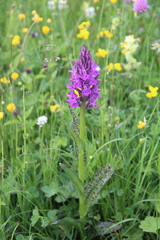Dactylorhiza urvilleana