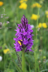 Dactylorhiza urvilleana
