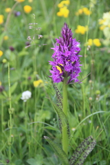 Dactylorhiza urvilleana