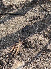 Tylotropidius didymus