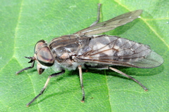 Tabanus marginalis