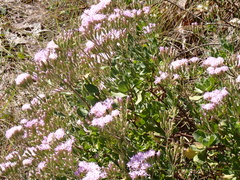 Garberia heterophylla image