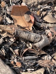 Tylotropidius didymus