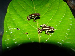 Epipedobates anthonyi