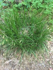 Carex cherokeensis