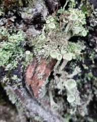 Cladonia