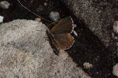 Lepidochrysops methymna methymna