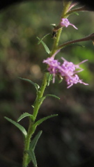 Carphephorus paniculatus