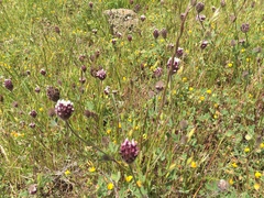 Trifolium dichotomum