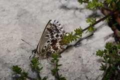 Lepidochrysops methymna methymna