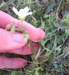 Mononeuria nuttallii